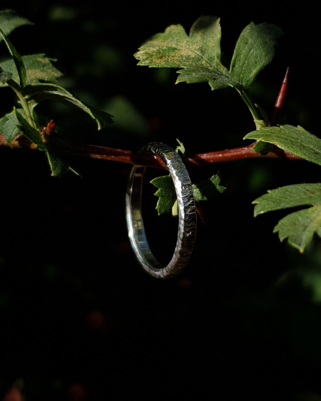 A 3mm wide silver ring with hammered striations shines in warm sunlight. It hangs on a thin hawthorn branch with green leaves in shot. The background is dark and out of focus.