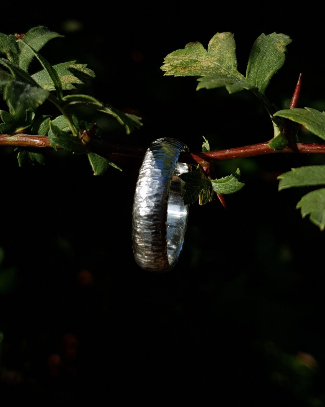 A 6mm wide silver ring with hammered striations shines in warm sunlight. It hangs on a thin hawthorn branch with green leaves in shot. The background is dark and out of focus.