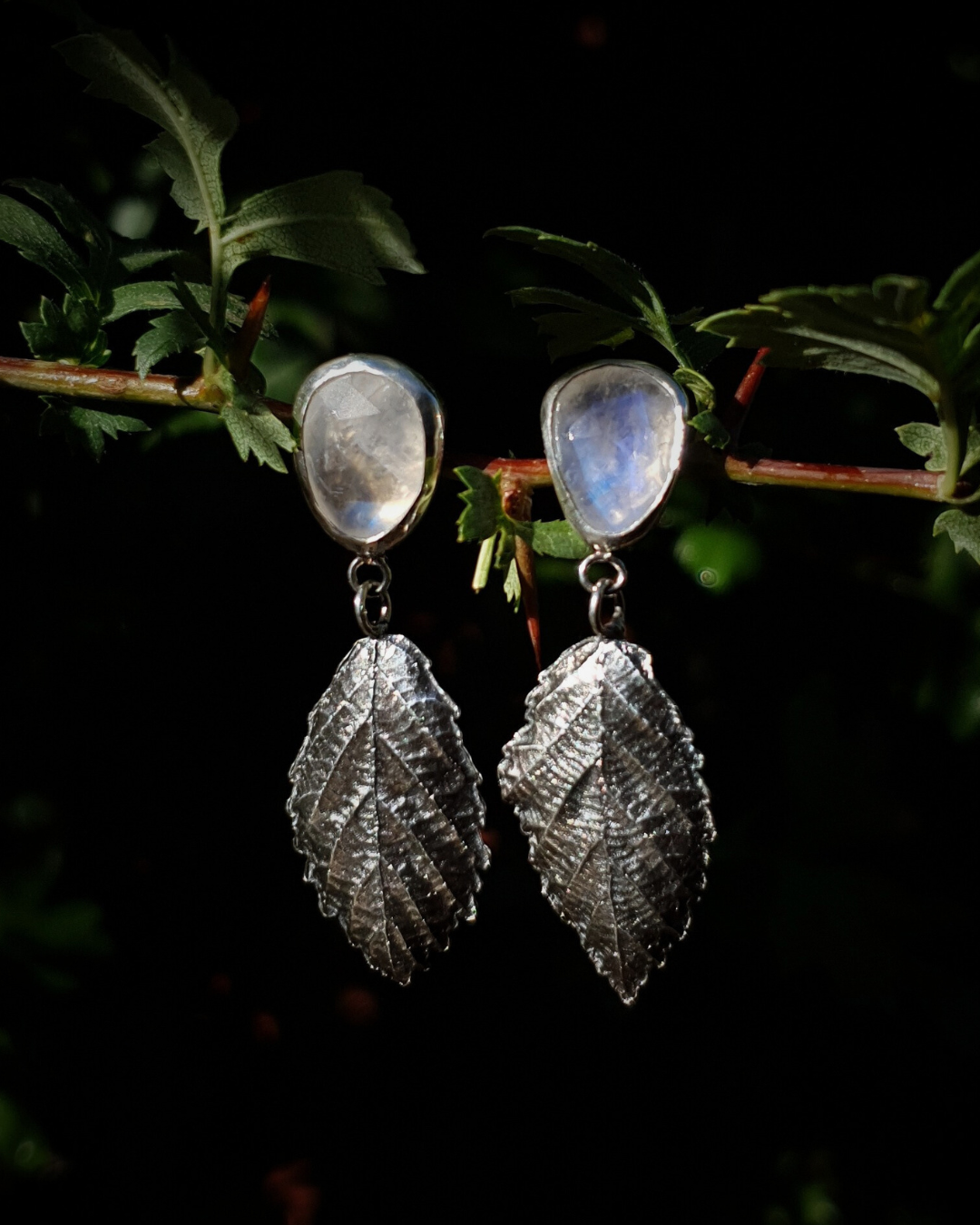 Two dangly silver stud earrings hang from a leafy branch in front of dark green, out-of-focus background. They are comprised of two bezel-set, faceted rainbow moonstones of irregular pear shapes. Below them hang each a solid silver bramble leaf roughly twice the size of the gemstones. They are attached by tiny jump rings so they can move freely. The leaves are complete with natural details including veins. The earrings are illuminated in natural sunlight which demonstrate the luminescence of the moonstones.