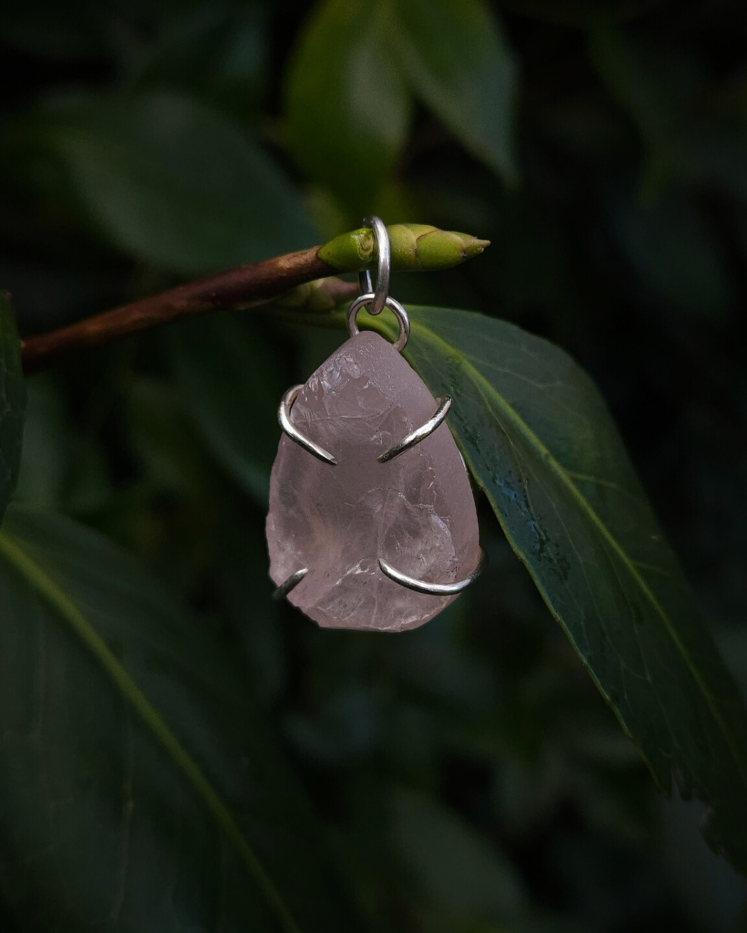 A pale pink rose quartz pendant hangs from a thin, leafy branch. It's beautifully textured due to it's rough cut, in a teardrop shape and lightly translucent. It's gripped by 4 evenly spaced sterling silver claws and hangs on a round silver bail.