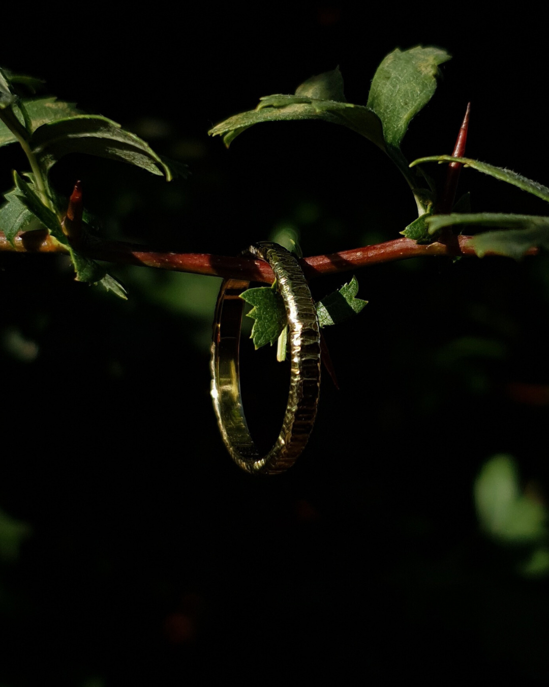 A 3mm wide gold ring with hammered striations shines in warm sunlight. It hangs on a thin hawthorn branch with green leaves in shot. The background is dark and out of focus.