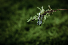 Load image into Gallery viewer, Woodland Silver Ring
